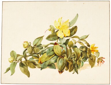 View full screen - View 1 of Lot 105. ATTRIBUTED TO LAURENS VINCENTSZ. VAN DER VINNE | STUDY OF THE WILDFLOWER GIANT ST. JOHN'S WORT (HYPERICUM ASCYRON).