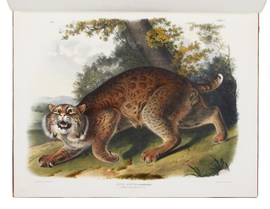 View full screen - View 1 of Lot 2. Audubon, John James, and James Bachman | A magnificent copy of the "largest successful color plate book project of 19th-century America".