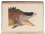 Catesby, Mark | The "most famous colorplate book of American plant and animal life..."