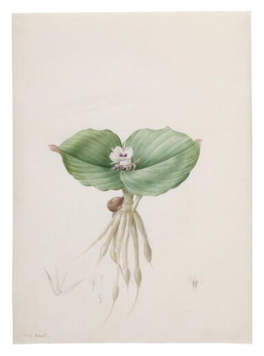 View full screen - View 1 of Lot 141. PIERRE-JOSEPH REDOUTÉ | KOEMPFERIA GALANGA (KEMPFÉRIE GALANGA).
