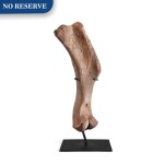 Dinosaur Leg Bone