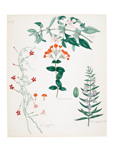 View full screen - View 1 of Lot 24. Two botanical studies by Rungia Raju, Company School, Madras, late 19th century.