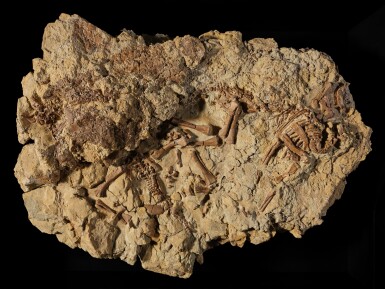 View full screen - View 1 of Lot 19. Baby Dinosaur Nest.