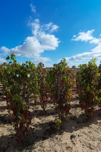 View full screen - View 1 of Lot 516. Pingus 2018 (6 BT).