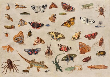 View full screen - View 1 of Lot 3. Butterflies, Spiders, Lizards, a Beetle, an Ant, a Grasshopper, and Other Insects.