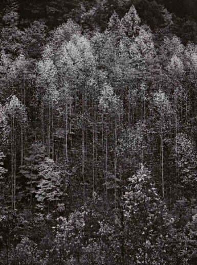 View full screen - View 1 of Lot 30. Dawn, Autumn Forest, Great Smoky Mountains National Park, Tennessee.
