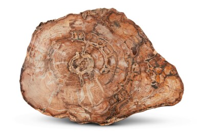 View full screen - View 1 of Lot 34. A Giant Slice of a Petrified Golden Sequoia.