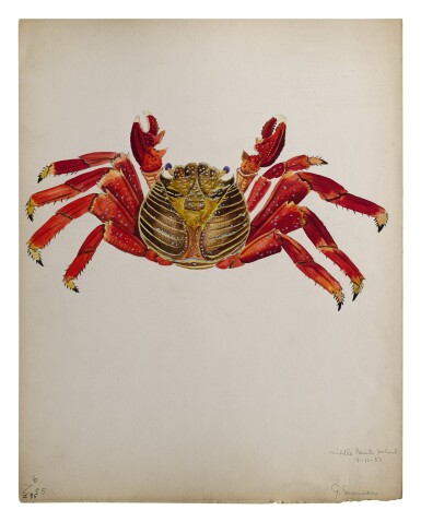 View full screen - View 1 of Lot 15. GRAPSUS GRAPSUS "SALLY LIGHTFOOT CRAB".