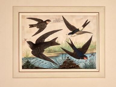 View full screen - View 1 of Lot 473. Isaac Spackman | Swallows, swifts and martins, original drawing.