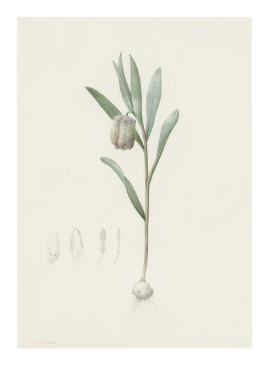 View full screen - View 1 of Lot 244. PIERRE-JOSEPH REDOUTÉ | FRITILLARIA LATIFOLIA.