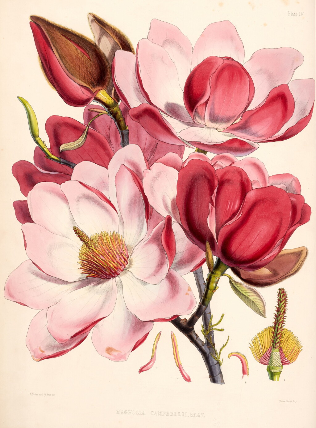 View full screen - View 1 of Lot 113. Joseph Dalton Hooker | Illustrations of Himalayan plants, London, 1855, original boards.
