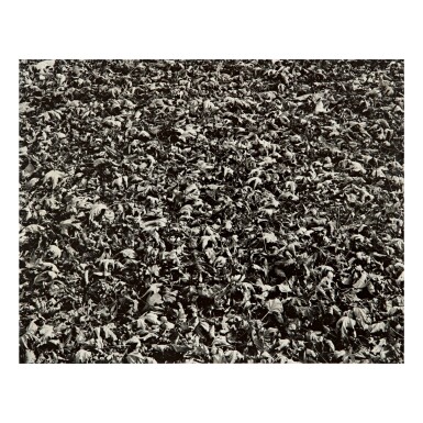 View full screen - View 1 of Lot 131. HARRY CALLAHAN | CHICAGO.