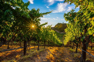 View full screen - View 1 of Lot 4020. Napa Valley Vintners | Undiscovered Napa Valley and Riedel Decanter.