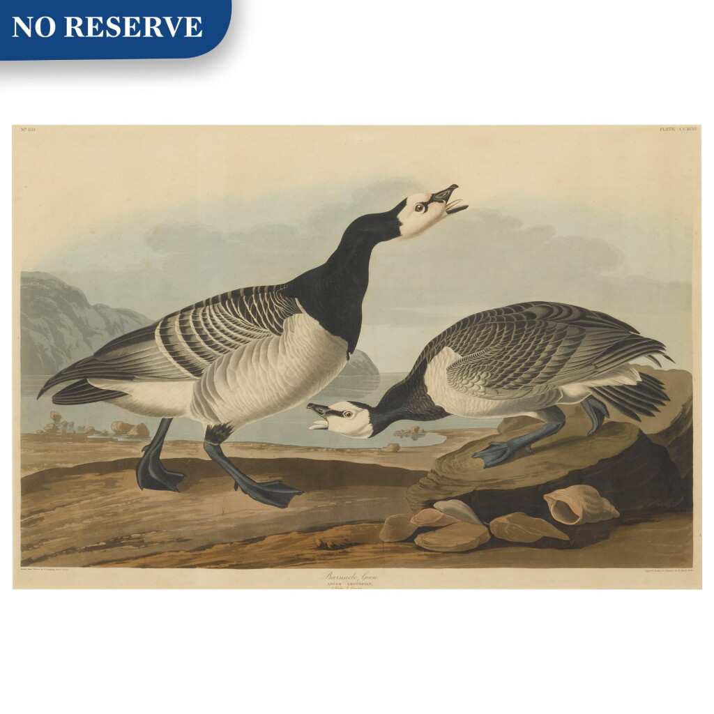 View full screen - View 1 of Lot 490. Barnacle Goose (Plate CCXCVI).