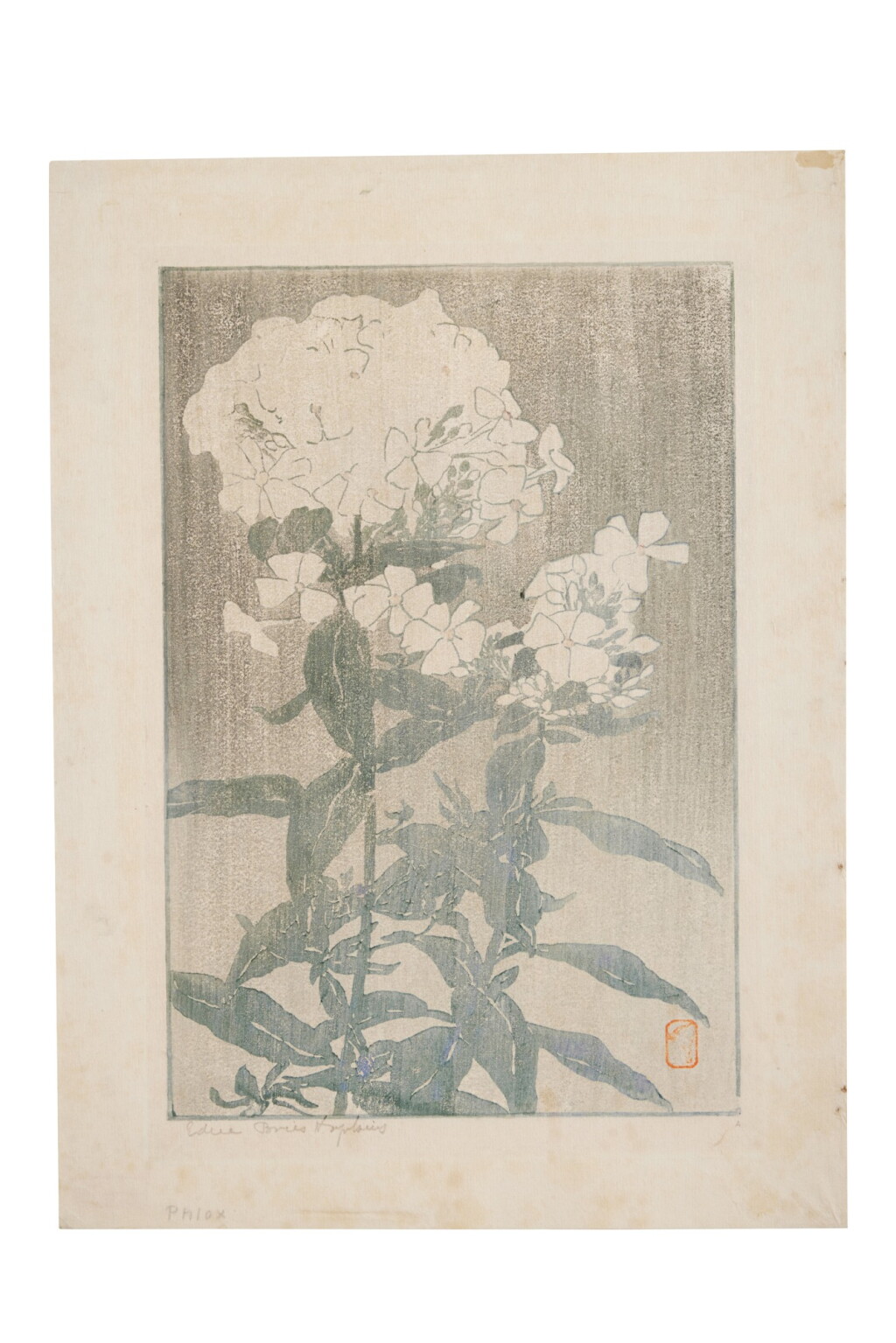 View full screen - View 1 of Lot 385. Phlox (White Hydrangea).