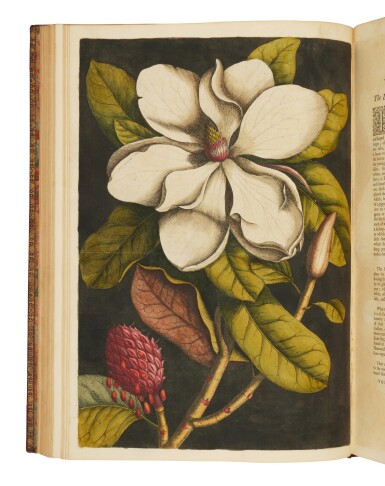View full screen - View 1 of Lot 10. Catesby, Mark | The "most famous colorplate book of American plant and animal life ...".