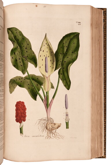 View full screen - View 1 of Lot 27. William Curtis | Flora Londinensis. London, 1777-1828, an important survey of London flora.