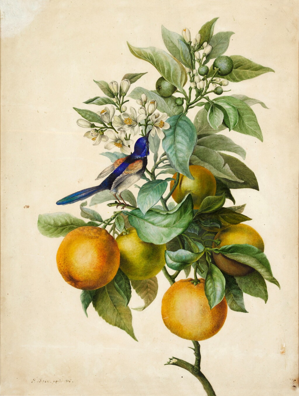 全萤幕检视 - 查看69A branch of Orange Blossom, with a Bee-Eater的1
