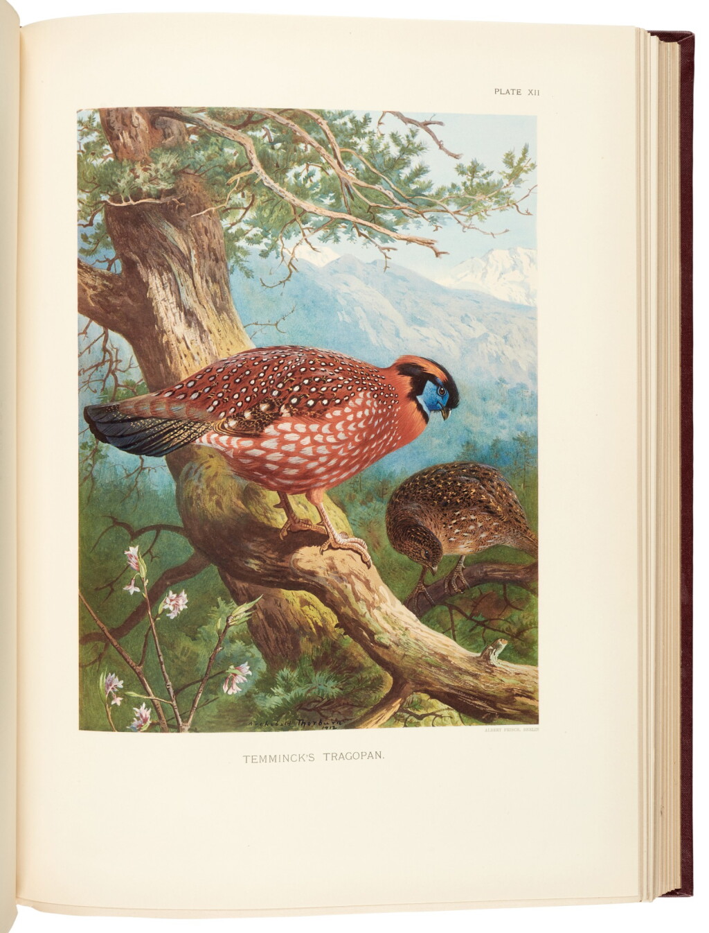 View full screen - View 1 of Lot 191. William Beebe | A Monograph of the Pheasants, 4 volumes, London: Witherby & Co., 1918-22.