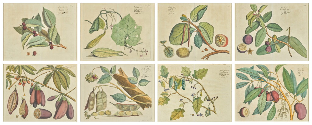View full screen - View 1 of Lot 90. Eight hand-coloured botancial book plates from Hortus Malabaricus, late 17th century.