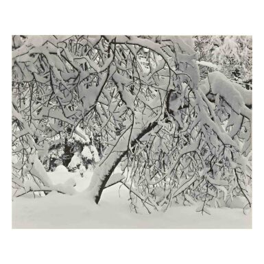 View full screen - View 1 of Lot 52. Winter Forest Detail, Yosemite.