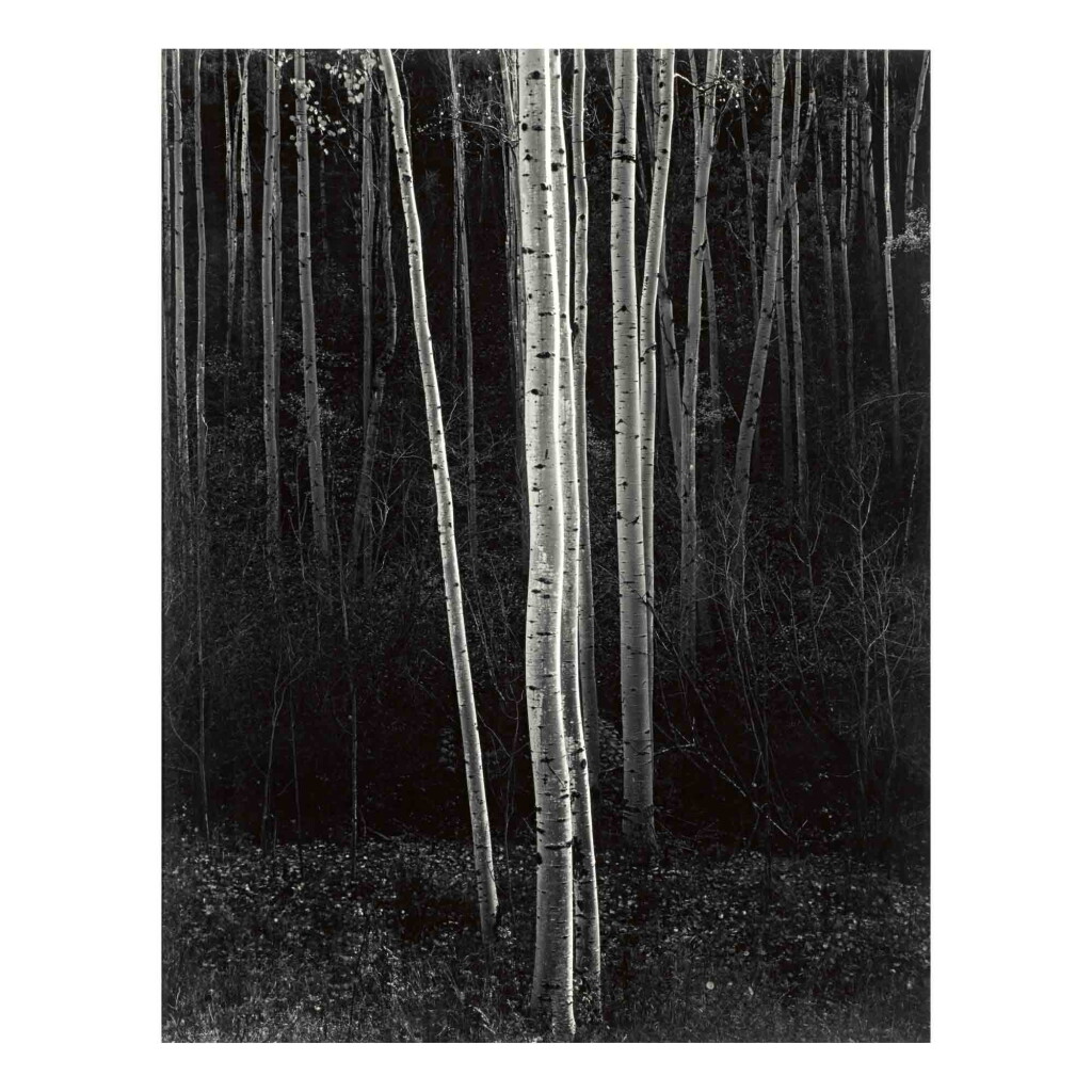 View full screen - View 1 of Lot 70. Aspens, Northern New Mexico (vertical).