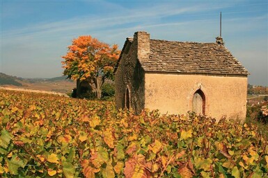 View full screen - View 1 of Lot 8458. Domaine Fourrier Vougeot Premier Cru Les Petits Vougeots Vieille Vigne "Vertical" (9 BT).