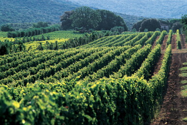 View full screen - View 1 of Lot 740. La Rioja Alta, Gran Riserva 890 1995 (6 BT).