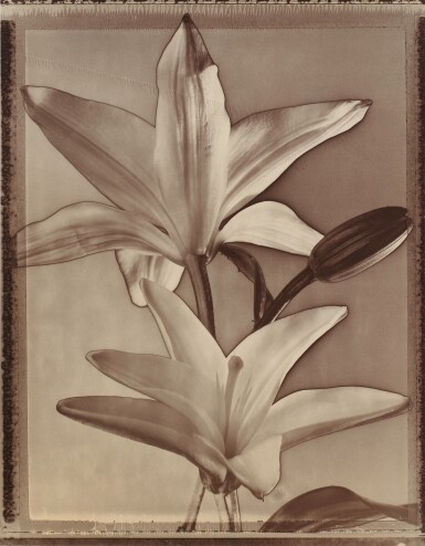 View full screen - View 1 of Lot 1. Lilies.