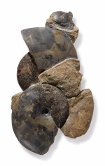 AMMONITE CLUSTER