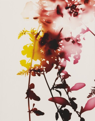 View full screen - View 1 of Lot 58. JAMES WELLING | SELECTED IMAGES FROM FLOWERS (#005, #008, #009).