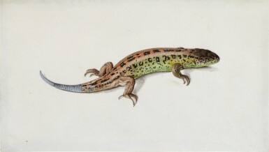 View full screen - View 1 of Lot 167. A pair of lizard studies.