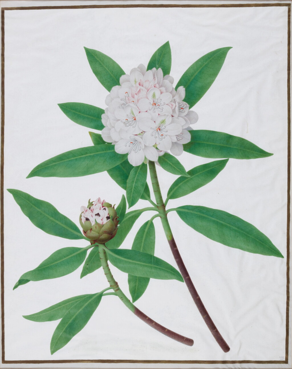 View full screen - View 1 of Lot 219. Hydrangea.