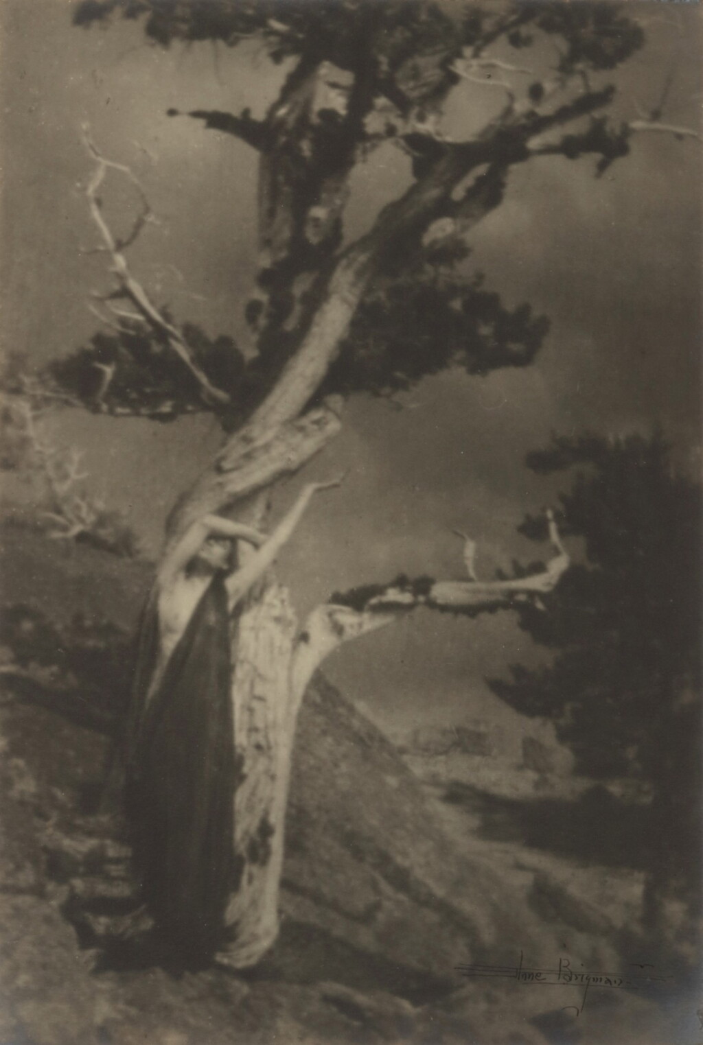 View full screen - View 1 of Lot 22. 'The Dying Cedar'.