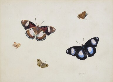 View full screen - View 1 of Lot 144. Study of five Butterflies.