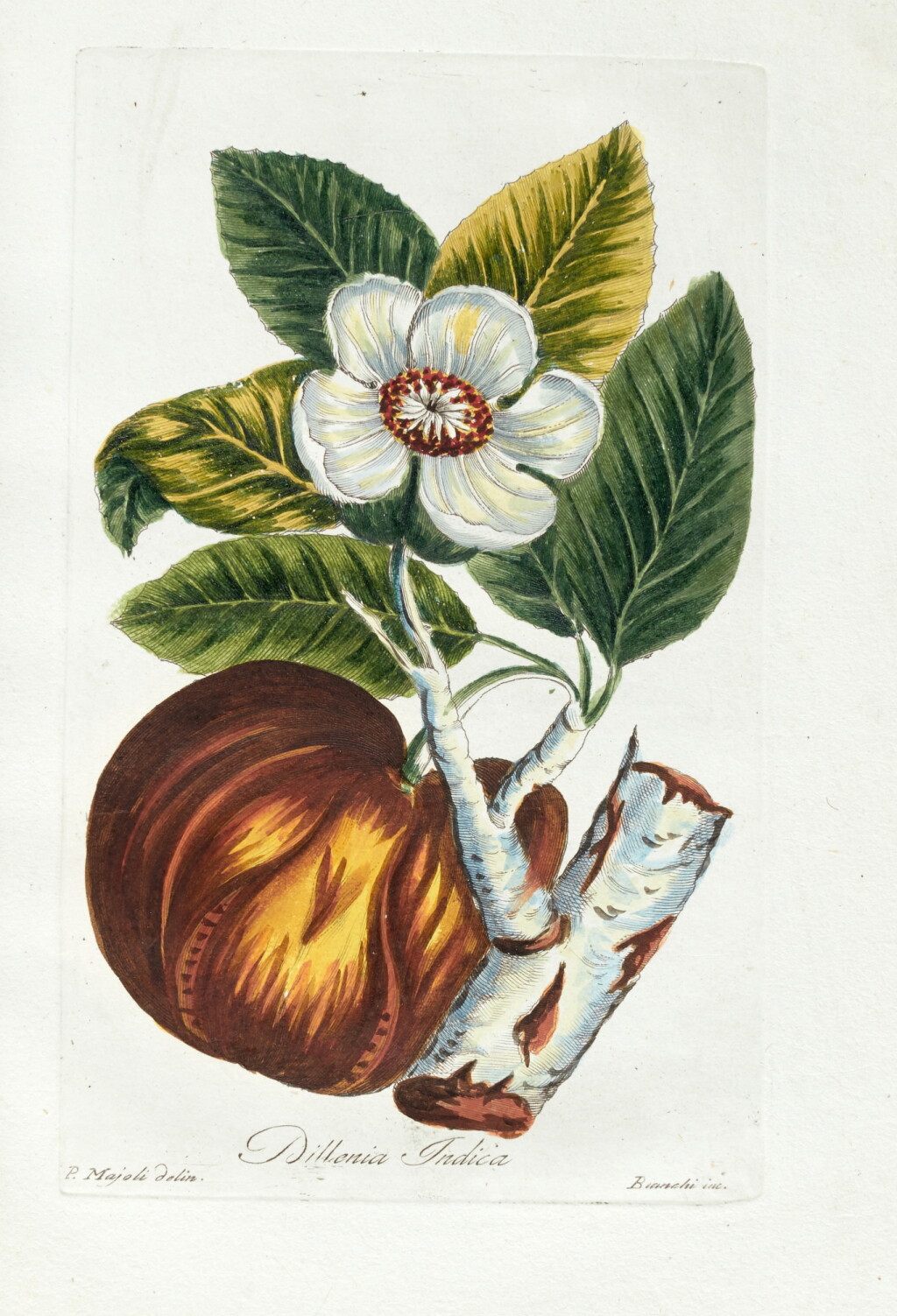 View full screen - View 1 of Lot 54. John Hill | Decade di alberi curiosi ed eleganti piante delle indie orientali, e dell'America, Rome, 1786.