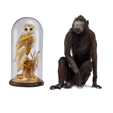 Voir en plein écran - Voir 1 du lot 2015. Sulawesi Macaque, and Owl in Dome | 黑冠獼猴及貓頭鷹標本一組兩件 .