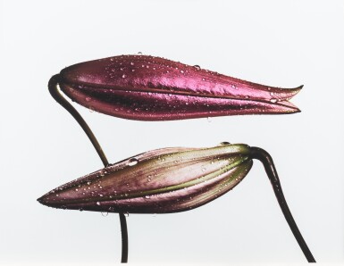 View full screen - View 1 of Lot 88. Imperial Pink Bud (Top); Imperial Gold Bud (Bottom), New York.