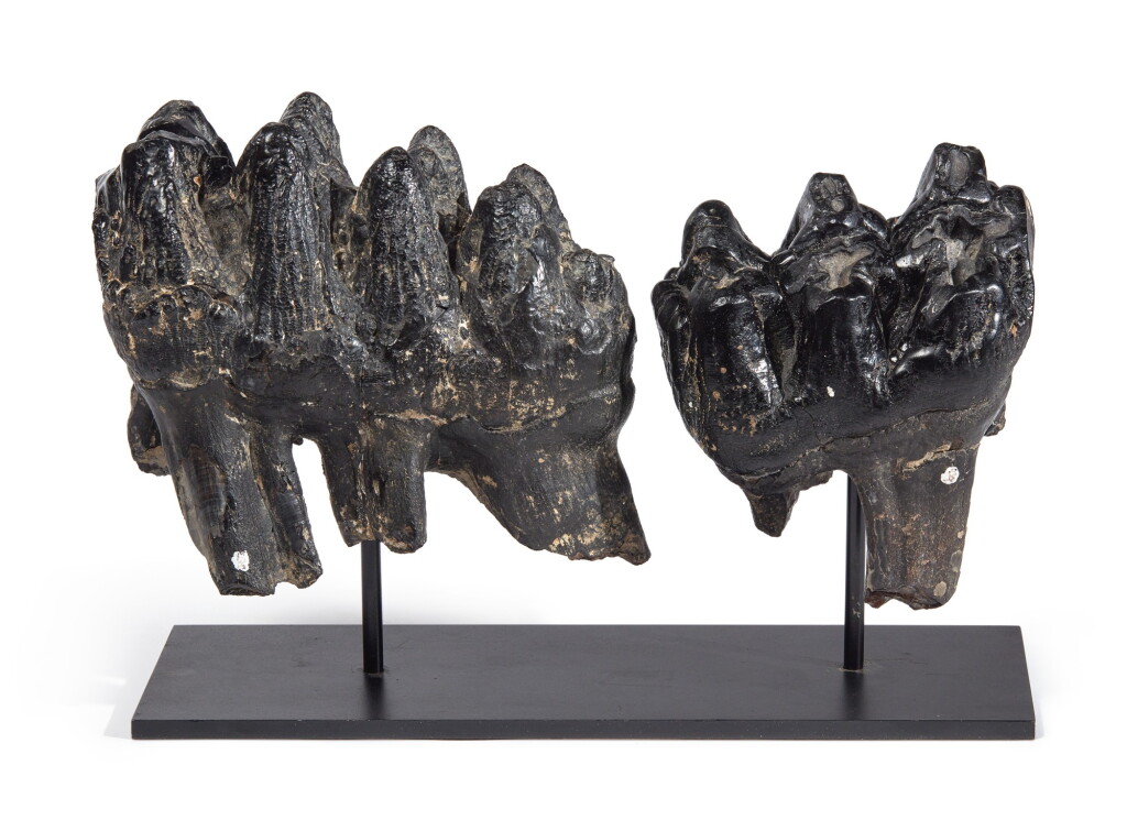 View full screen - View 1 of Lot 7. BRACE OF GOMPHOTHERE MOLARS.