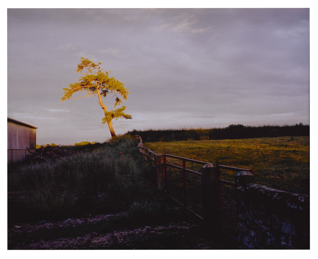 View full screen - View 1 of Lot 154. SAM TAYLOR-JOHNSON | SELF PORTRAIT AS A TREE.