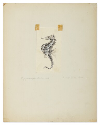 View full screen - View 1 of Lot 17. HIPPOCAMPUS HUDSONIUS (NORTHERN SEAHORSE) .