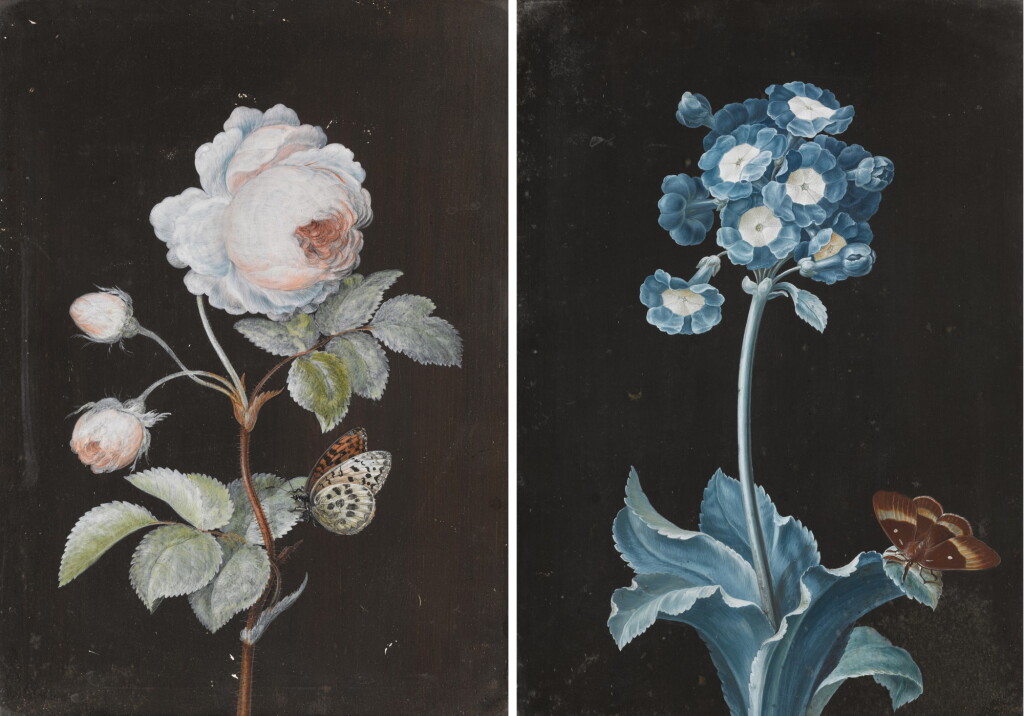 View full screen - View 1 of Lot 158. A primula with a moth; a rose with a butterfly .