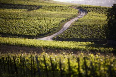 View full screen - View 1 of Lot 257. Taittinger 2000 Year Magnum NV (1 MAG).