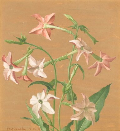 View full screen - View 1 of Lot 218. Tobacco Plant.