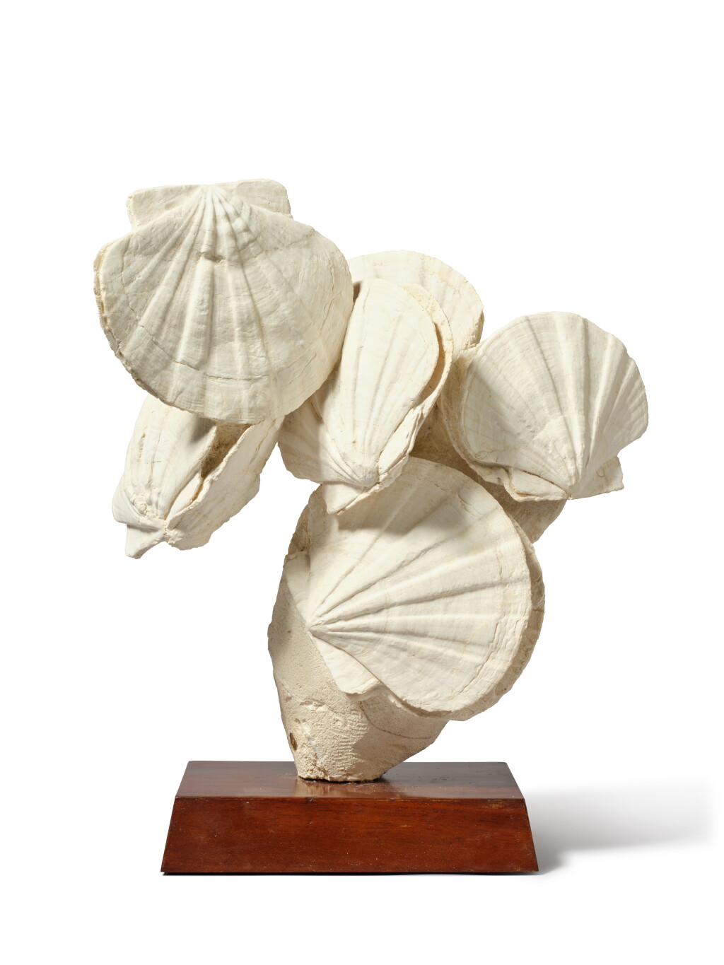 View full screen - View 1 of Lot 23. Bouquet of Giant Scallop Fossil Shells.