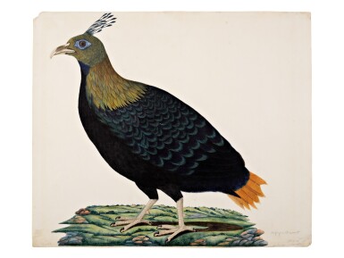 View full screen - View 1 of Lot 10. A Himalayan Monal or Impeyan Pheasant (Lophophorus Impejanus) on a painted ground, Company School, Calcutta, circa 1803.