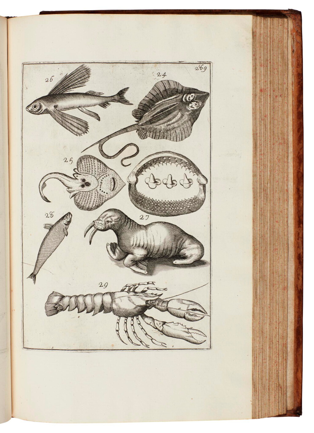 View full screen - View 1 of Lot 107. Buonanni, Musaeum Kircherianum, Rome, 1709, contemporary calf.