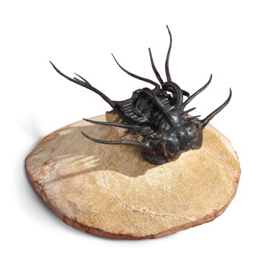 View full screen - View 1 of Lot 27. A "RAM-HORNED" TRILOBITE.