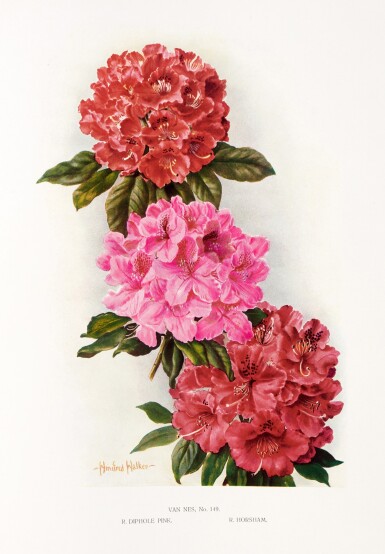 View full screen - View 1 of Lot 157. John Guille Millais | Rhododendrons and the various hybrids. Second series, 1924.
