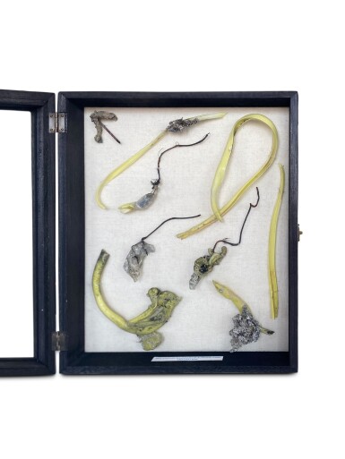 View full screen - View 1 of Lot 97. Crimson Rose.